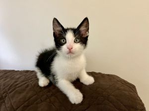 Skittles, Baby Male unknown