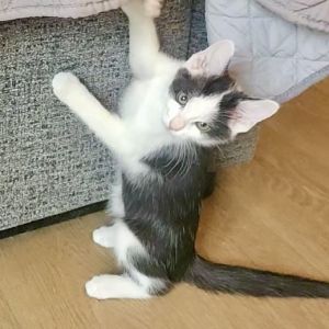 Pepsi Domestic Short Hair Cat