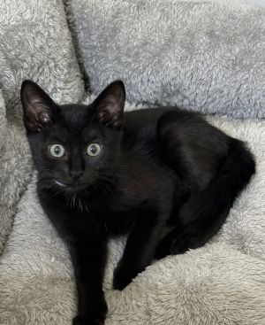 Thing, Baby Female Domestic Short Hair