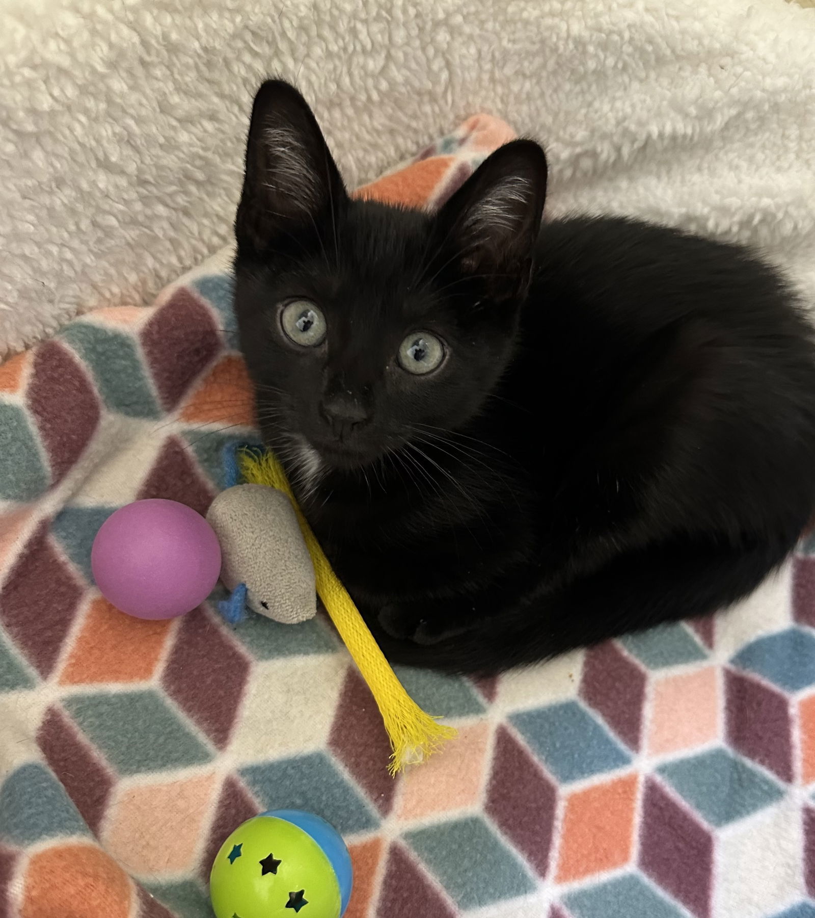 Gomez