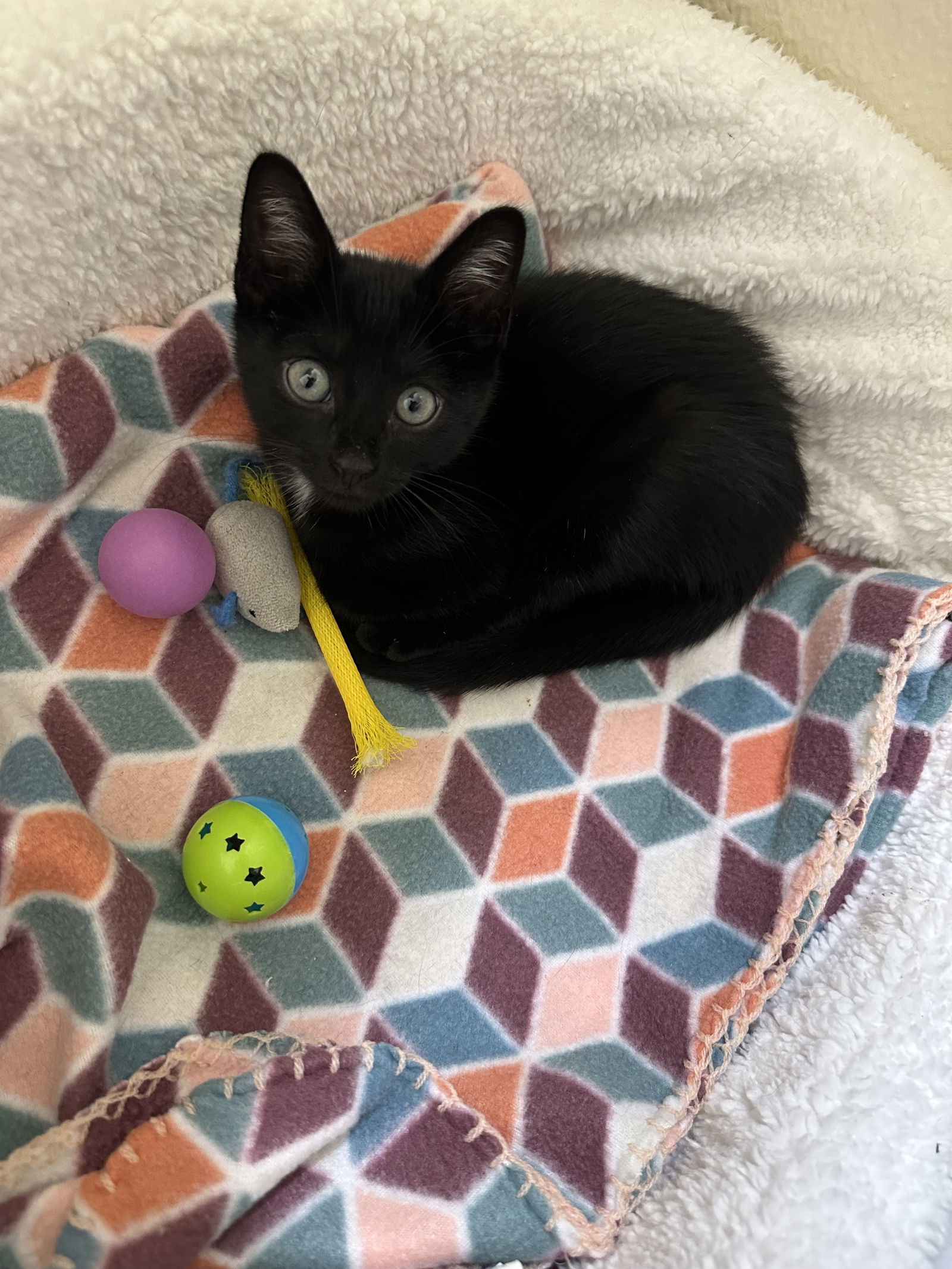 Gomez