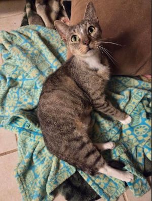 Starlight, Adult Female Tabby
