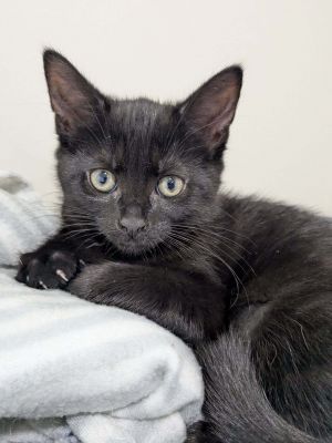 Luna, Young Female Domestic Short Hair