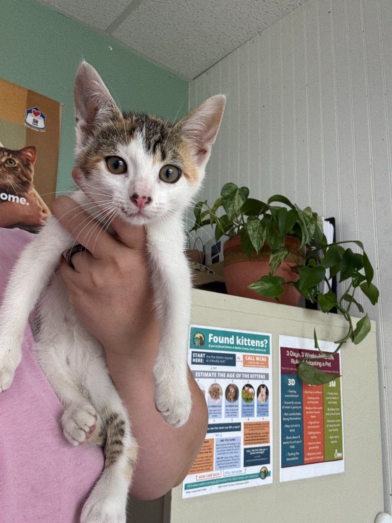Honey Suckle-Stray Hold Until 7/1/25