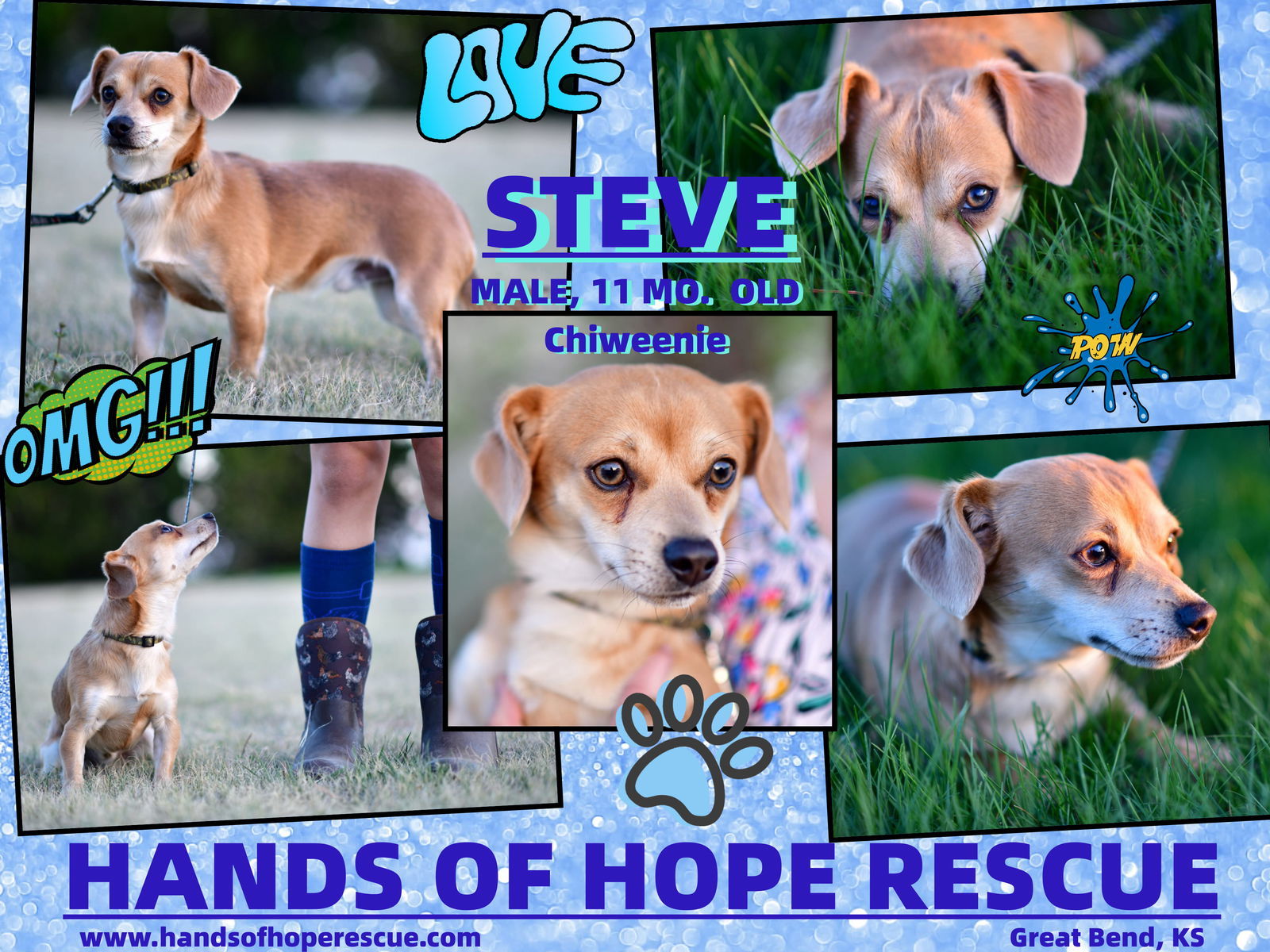 Steve, an adoptable Chihuahua, Dachshund in Great Bend, KS, 67530 | Photo Image 1