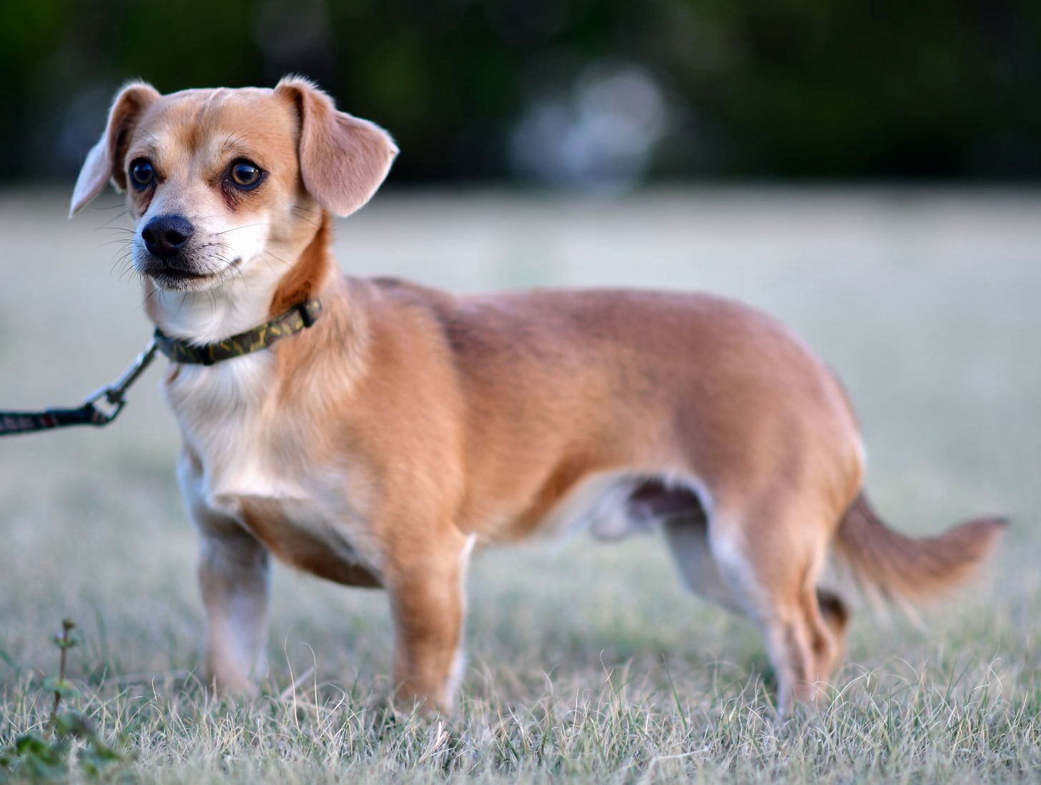Steve, an adoptable Chihuahua, Dachshund in Great Bend, KS, 67530 | Photo Image 3