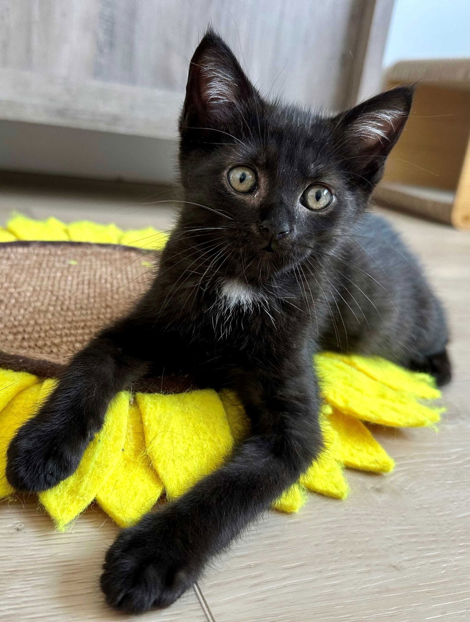 Kitten Zima