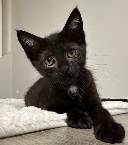 Kitten Zima