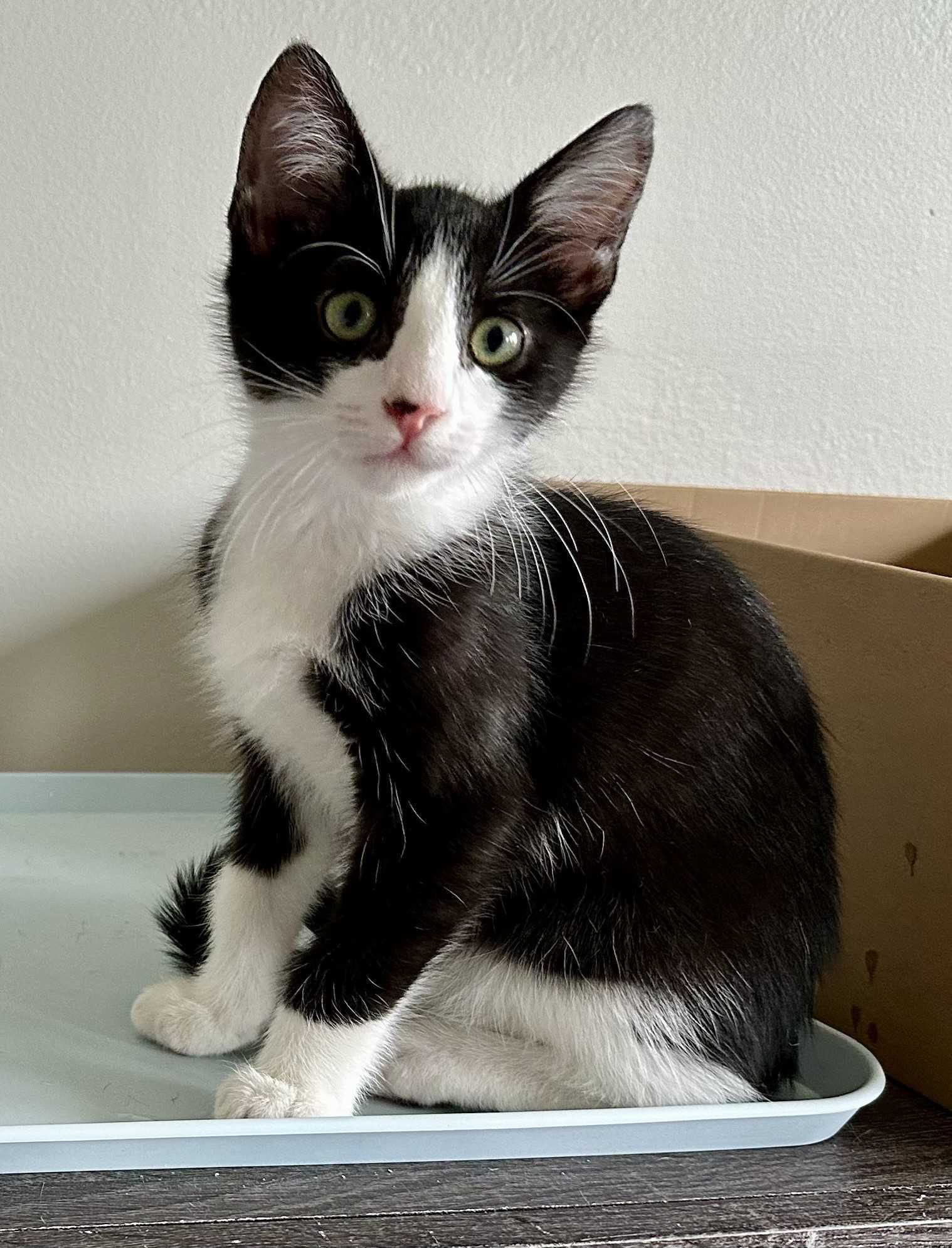 Kitten Zazu