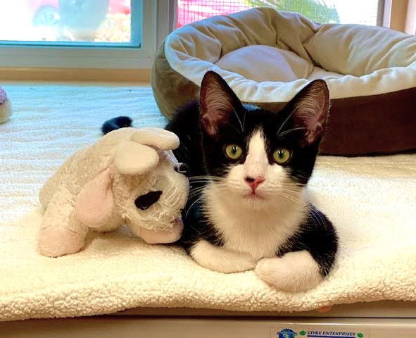 Kitten Zazu