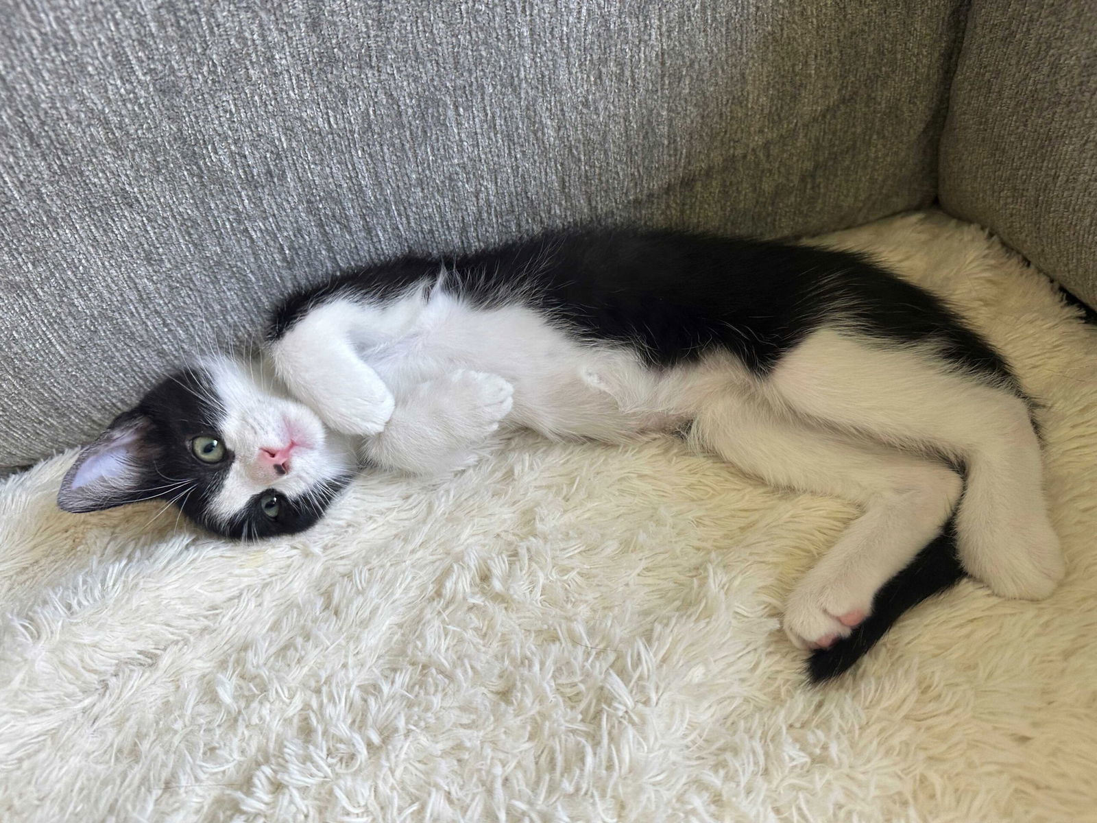 Kitten Zazu
