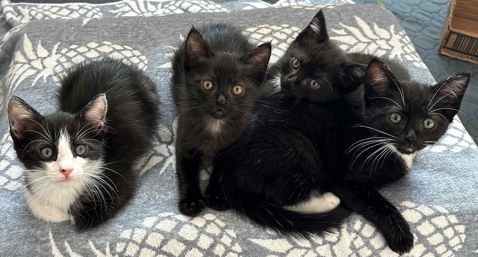 Kitten Zazu