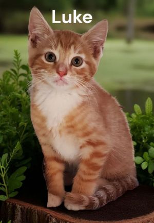 Luke, Baby Male Tabby