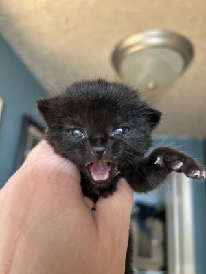BJ Domestic Short Hair Cat