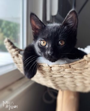 Love Domestic Short Hair Cat