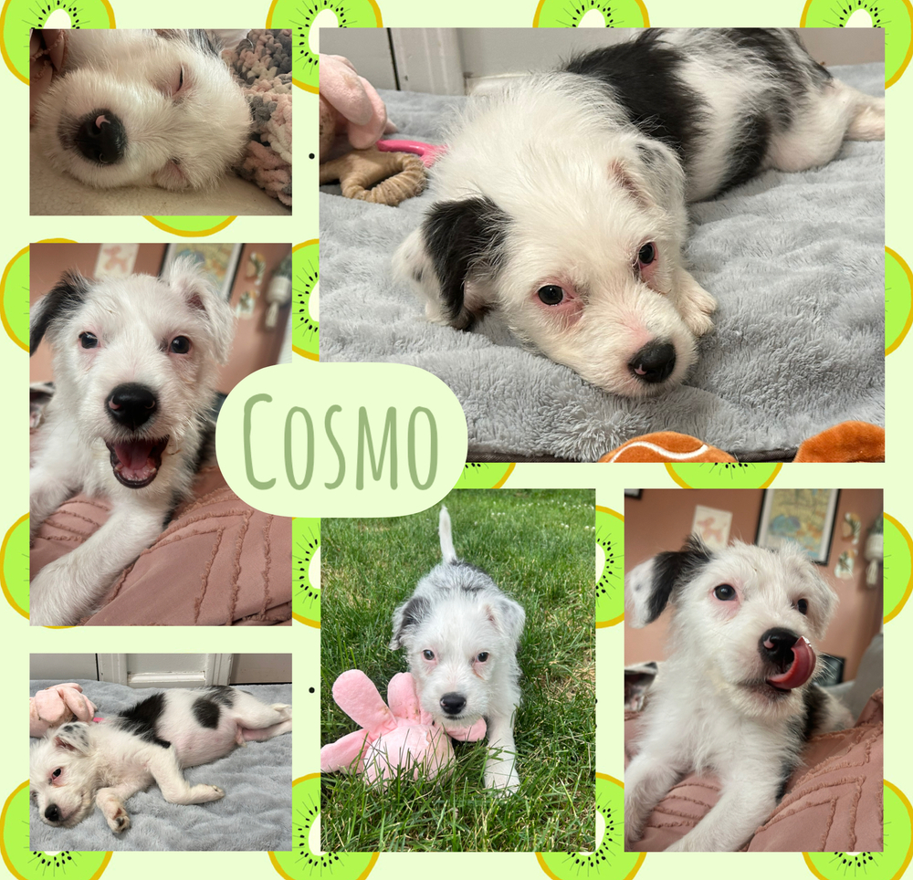 Cosmo
