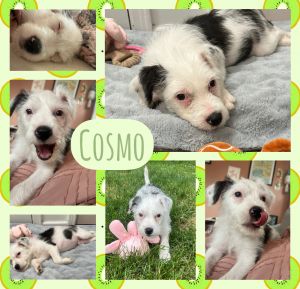 Cosmo