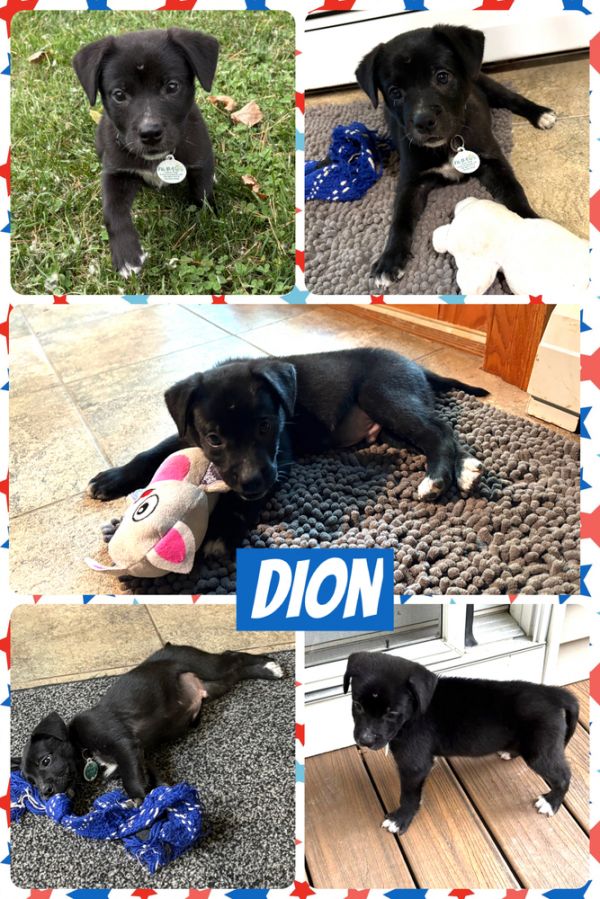 Dion thumbnail 1