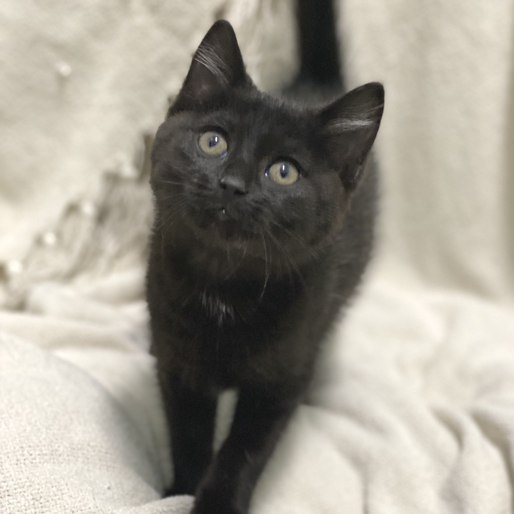 Stella