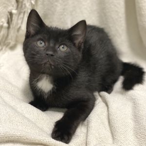 Sutton, Baby Male Domestic Short Hair