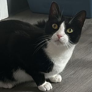 Delphi, Adult Female Domestic Short Hair