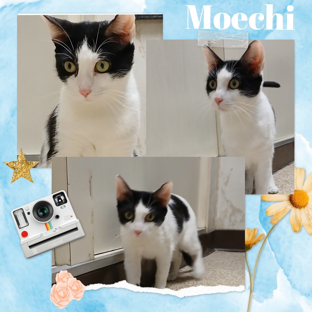 Moechi