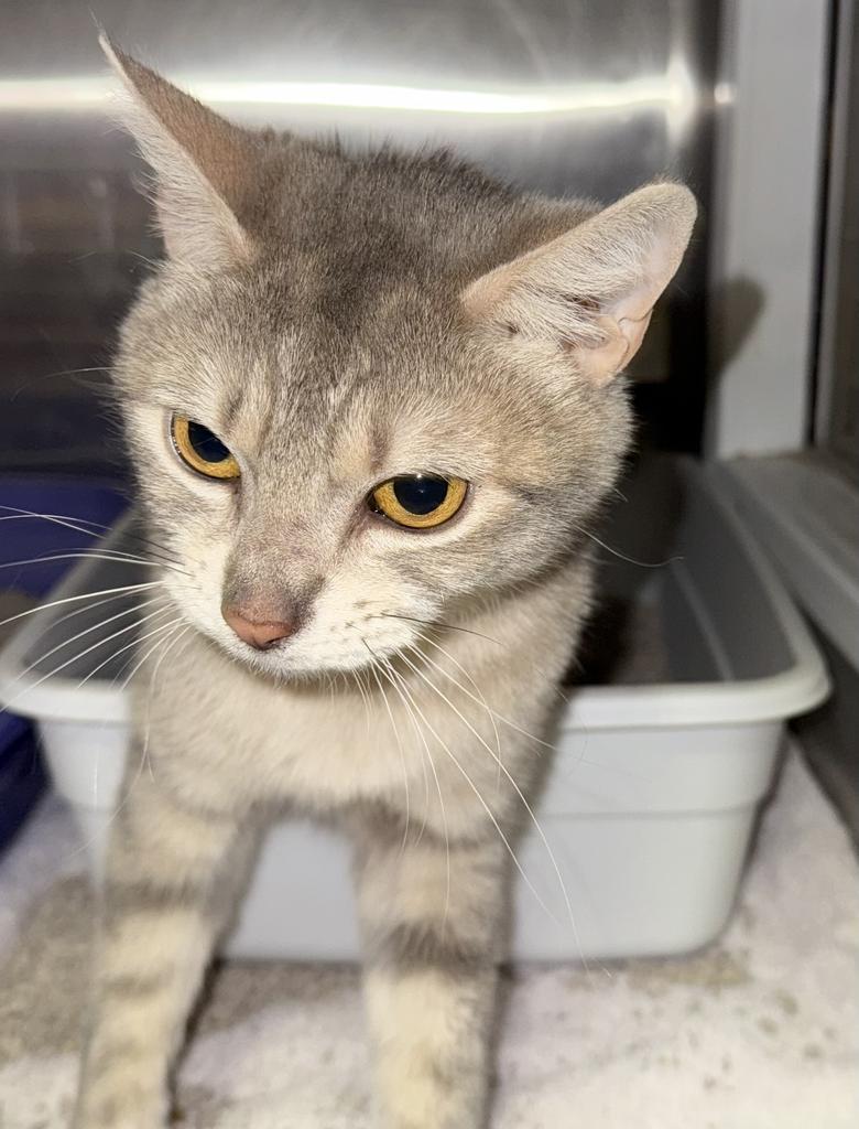Angel (Singleton), an adoptable Domestic Short Hair in Pahrump, NV, 89048 | Photo Image 1