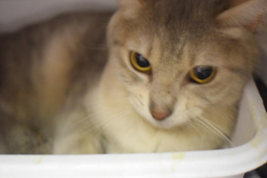 Angel (Singleton), an adoptable Domestic Short Hair in Pahrump, NV, 89048 | Photo Image 2