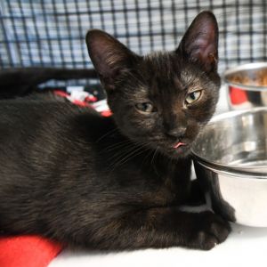 Fergus, Baby Male Domestic Short Hair