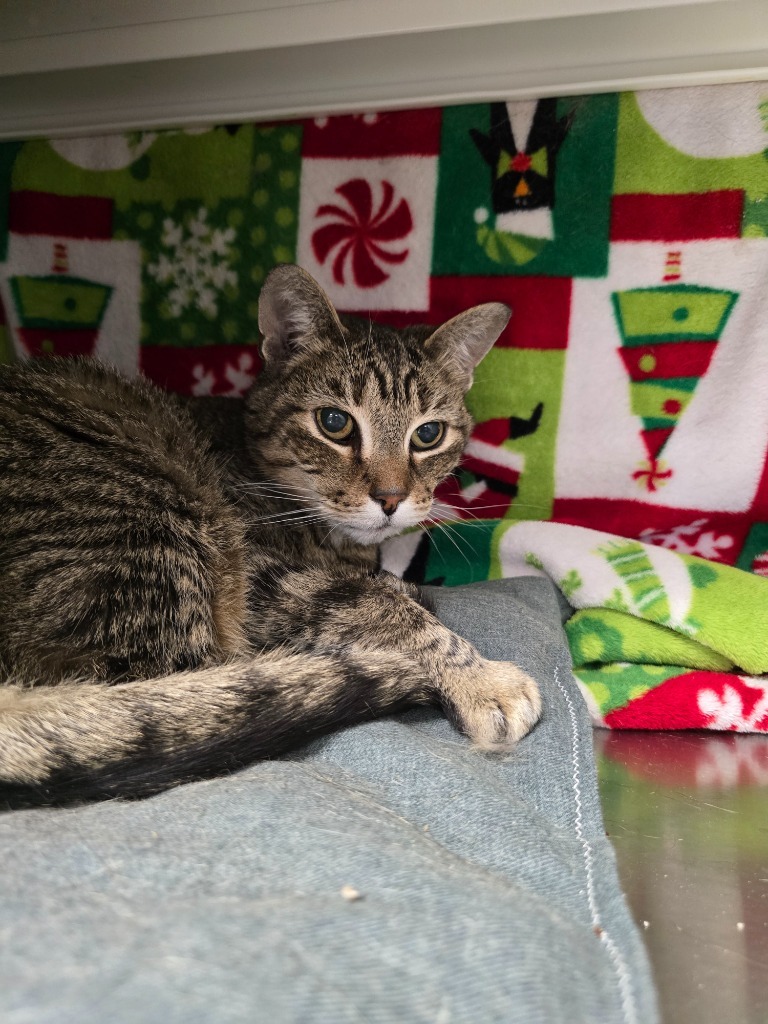Sleeping Beauty, an adoptable Domestic Short Hair in Minot, ND, 58702 | Photo Image 1