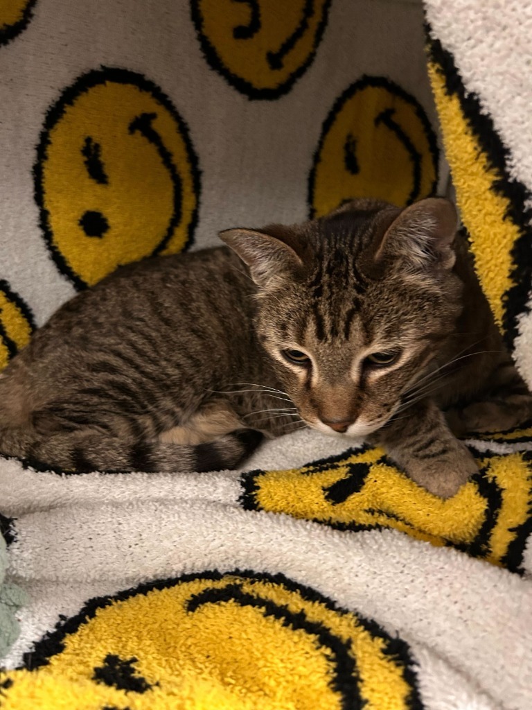 Sleeping Beauty, an adoptable Domestic Short Hair in Minot, ND, 58702 | Photo Image 2