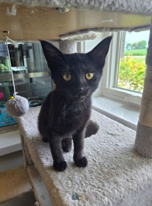 Lyra, Baby Female Domestic Short Hair