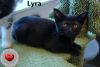 Lyra photo 4