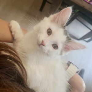 Sprite has earned the nickname Princess in her foster home She may be super playful but shes equal