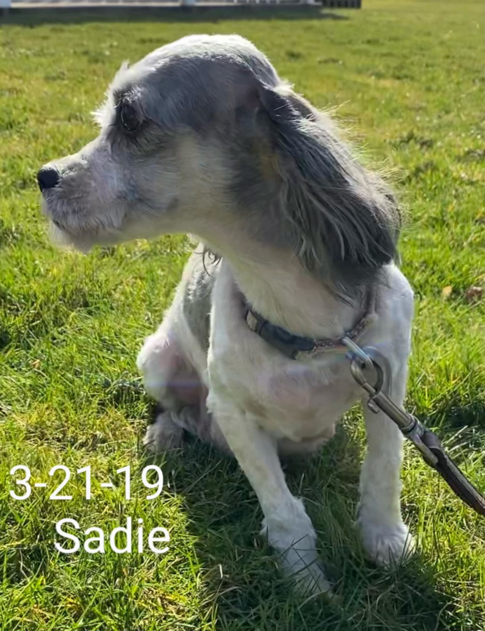 Sadie Darien