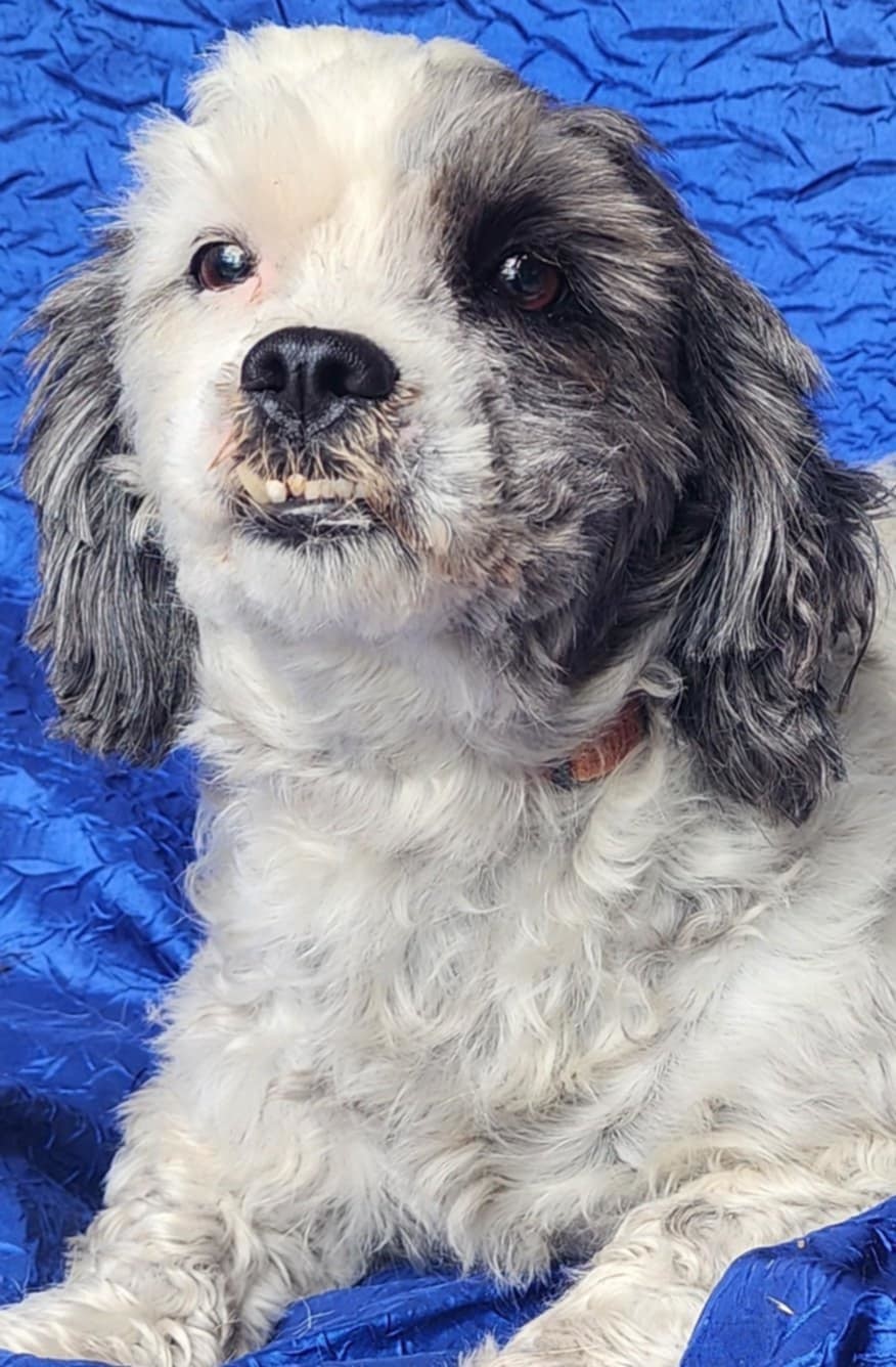 Lucy Darien, an adoptable Havanese, Shih Tzu in Cuba, NY, 14727 | Photo Image 1