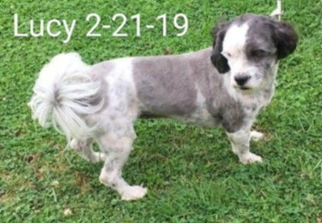 Lucy Darien, an adoptable Havanese, Shih Tzu in Cuba, NY, 14727 | Photo Image 2