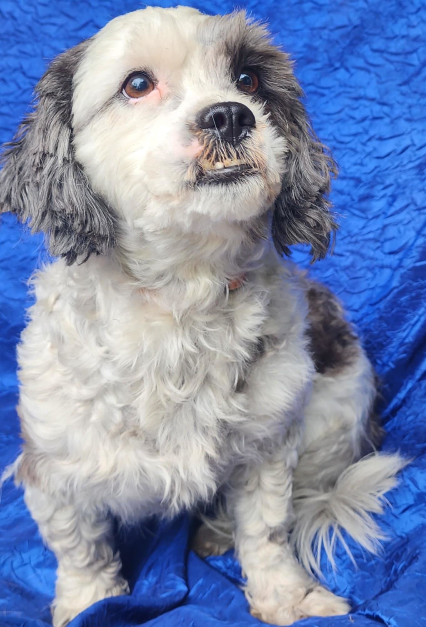Lucy Darien, an adoptable Havanese, Shih Tzu in Cuba, NY, 14727 | Photo Image 3