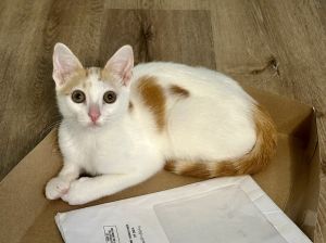 Troy, Baby Male Domestic Short Hair