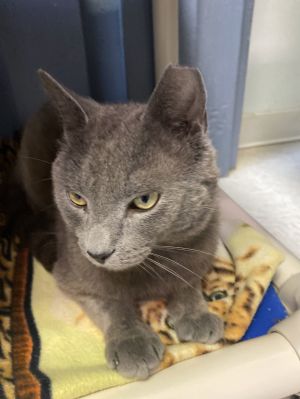 Halcyon, Adult Male Domestic Short Hair