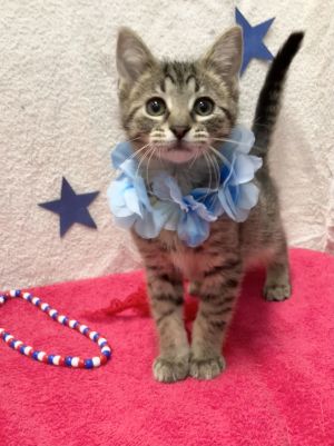 Eddie, Baby Male Tabby
