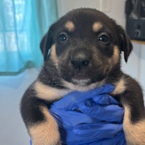 Porcupine, Baby Female Terrier