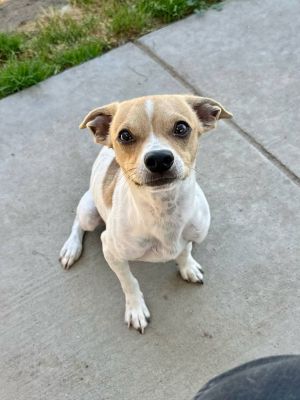 Georgie Parson Russell Terrier Dog