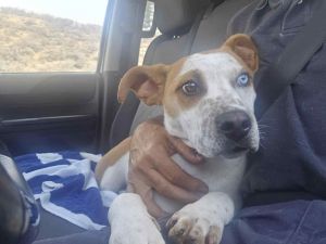 Bobo Cattle Dog Dog