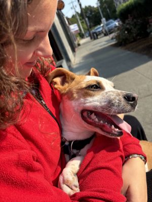 Animal Profile Bobo is an estimated 10 month old neutered cattle dog mix joining us from California