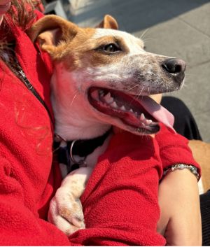 Animal Profile Bobo is an estimated 10 month old neutered cattle dog mix that joined us from Califo