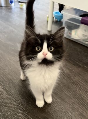 Killian, Baby Male Domestic Medium Hair