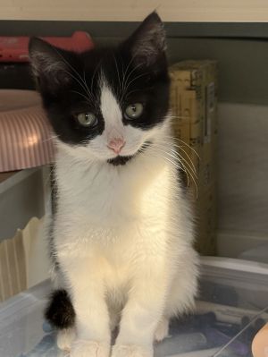 Sally, Baby Female Domestic Short Hair