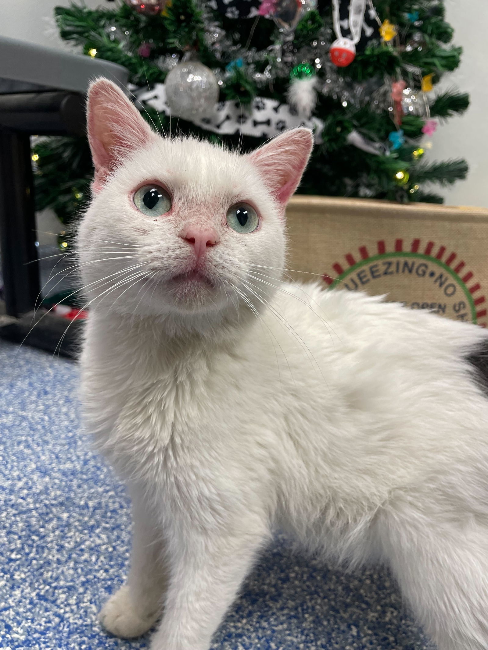 Cletus, an adoptable Munchkin in Herndon, VA, 20172 | Photo Image 1