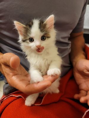 Deborah, Baby Female Domestic Medium Hair